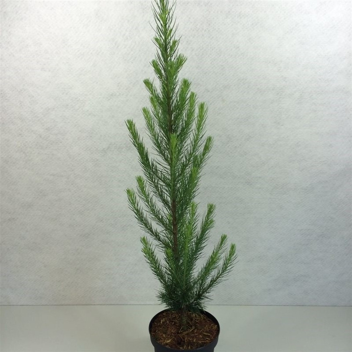 Maumedis japoninis (Lot Larix kaempf.) 'Jakobsen's Pyramid' C3/P19 50-60 CM