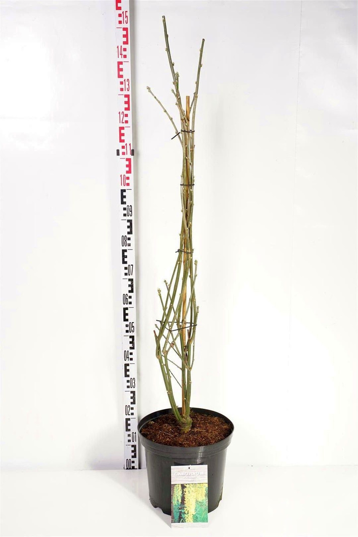Pupmedis vatererio (Lot Laburnum wat.) 'Vossii' C12 100-125 CM