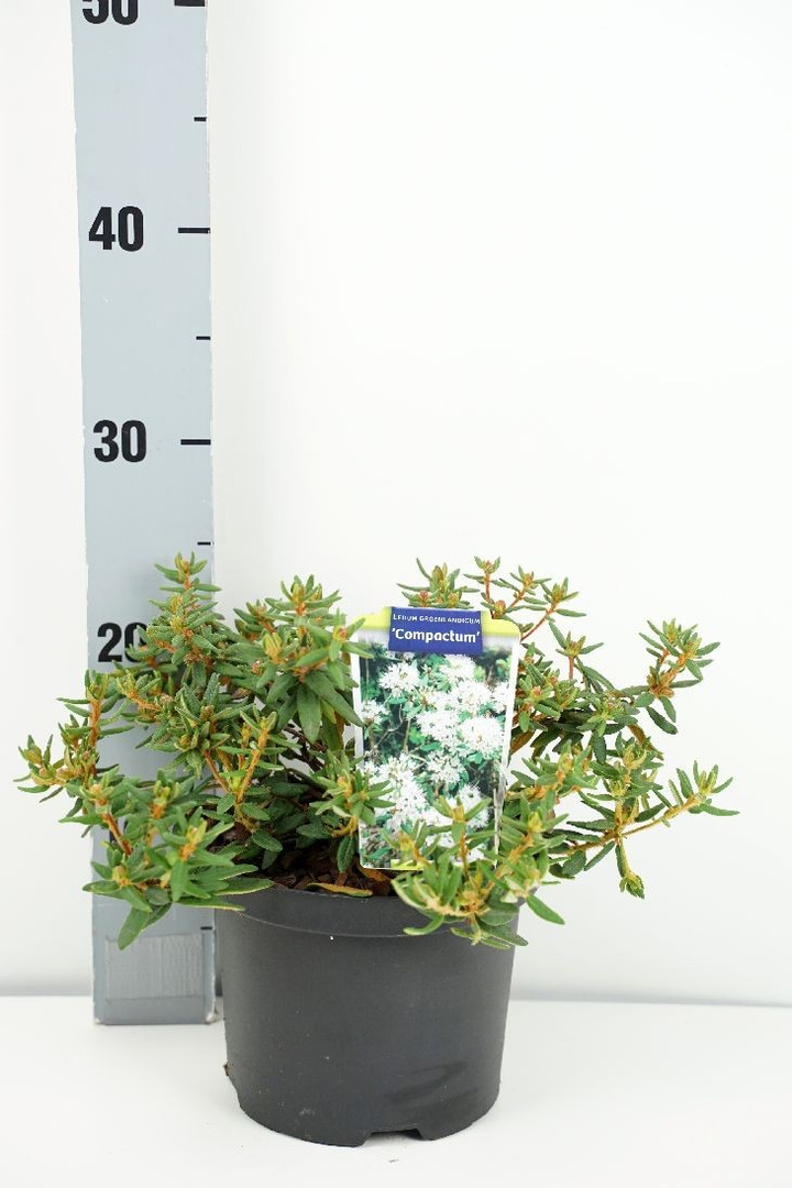 Grenlandinis gailis (Lot Ledum groenl.) 'Compactum' C2/P17 20-25 CM