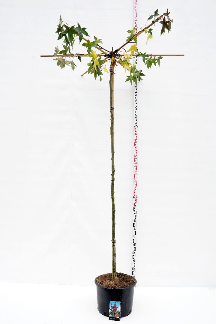 Dervamedis tikrasis (Lot Liquidambar styraciflua)  C35 KAMIENO APIMTIS 10-12 CM STANDARD