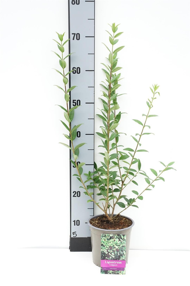 Paprastasis ligustras (Lot Ligustrum vulg.) 'Atrovirens' C1,5/P15 30/+ CM