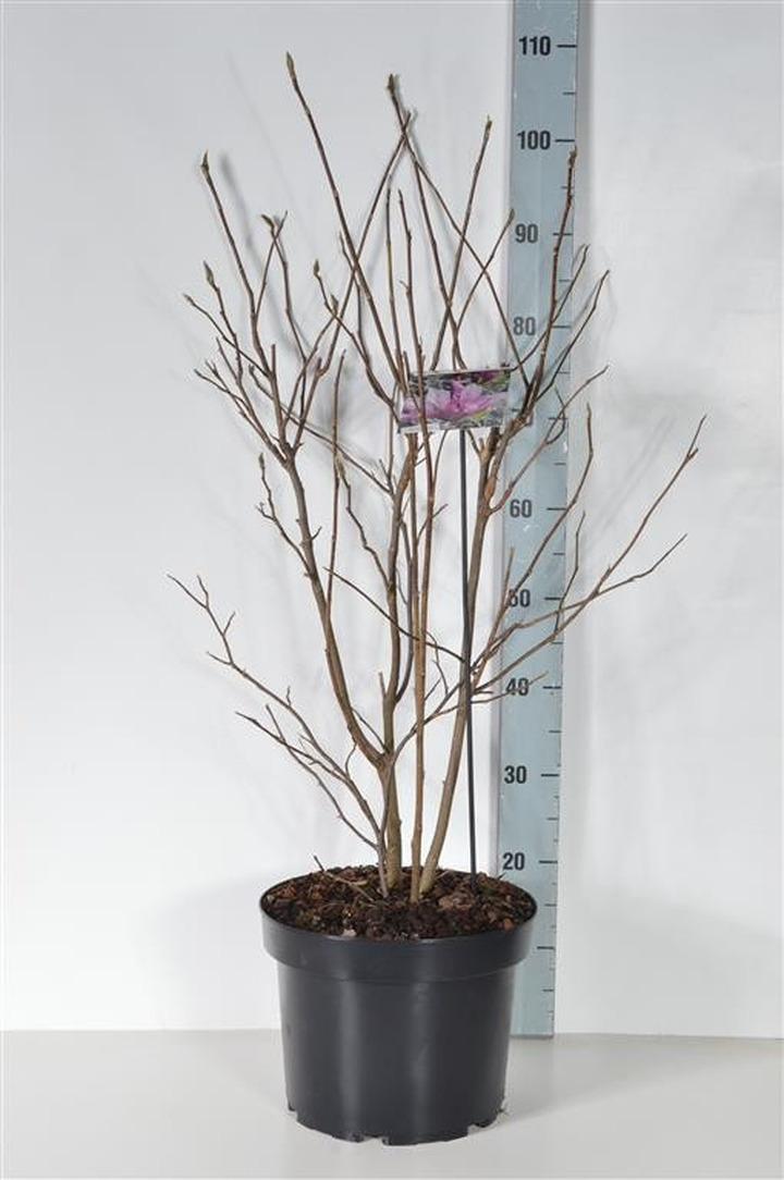 Magnolija (Lot Magnolia) 'Betty' C10 80-100 CM