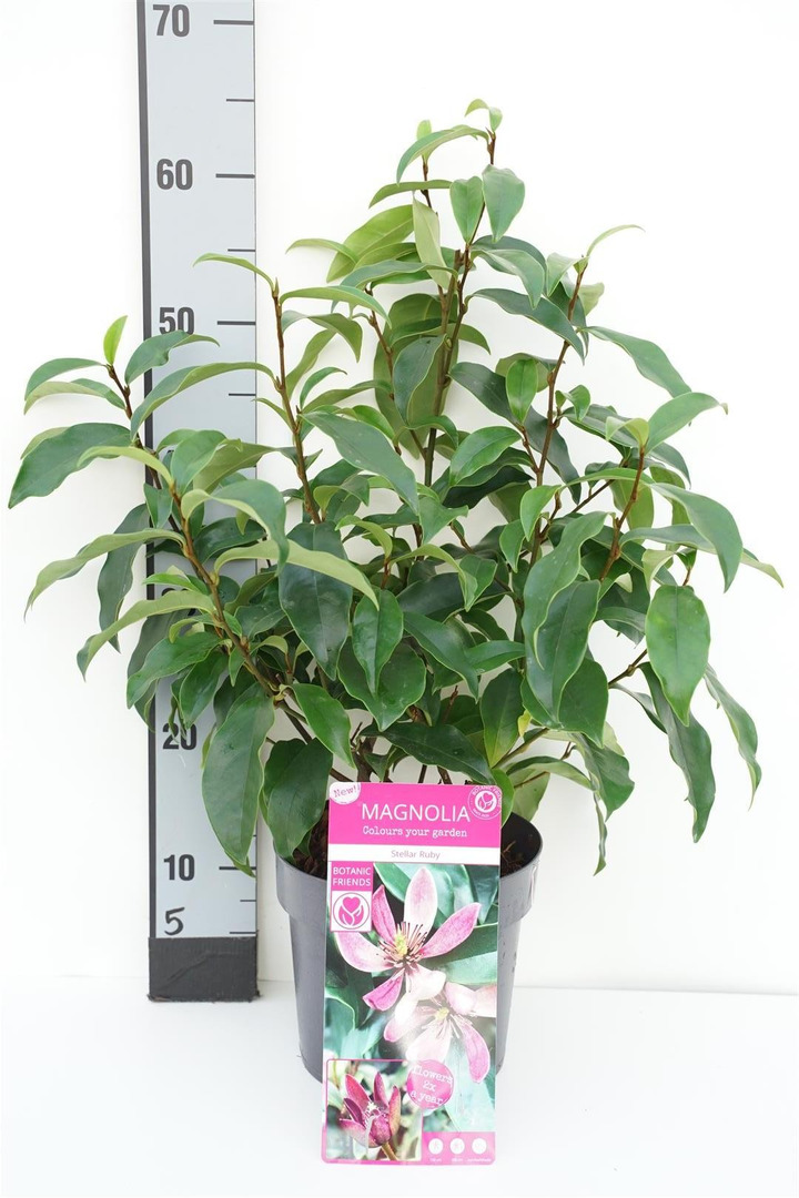 Magnolija figo (Lot Magnolia figo) 'Stellar Ruby' C3/P19 20-25 CM