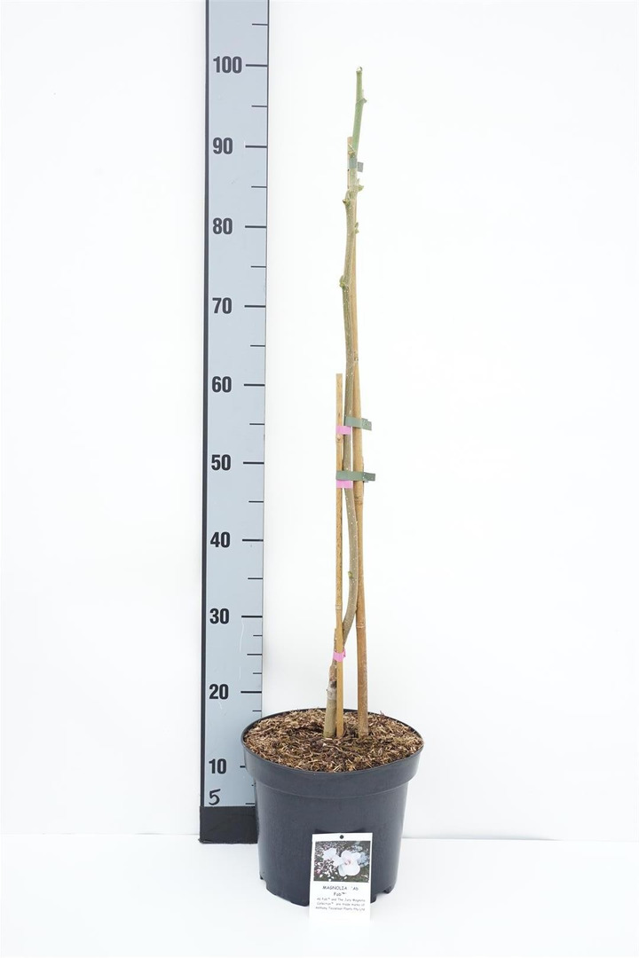 Magnolija (Lot Magnolia) 'Ab Fab' C5/P23 60-80 CM