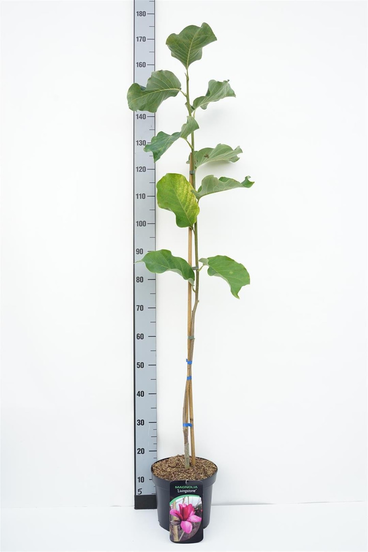 Magnolija (Lot Magnolia) 'Livingstone' C5/P23 60-80 CM