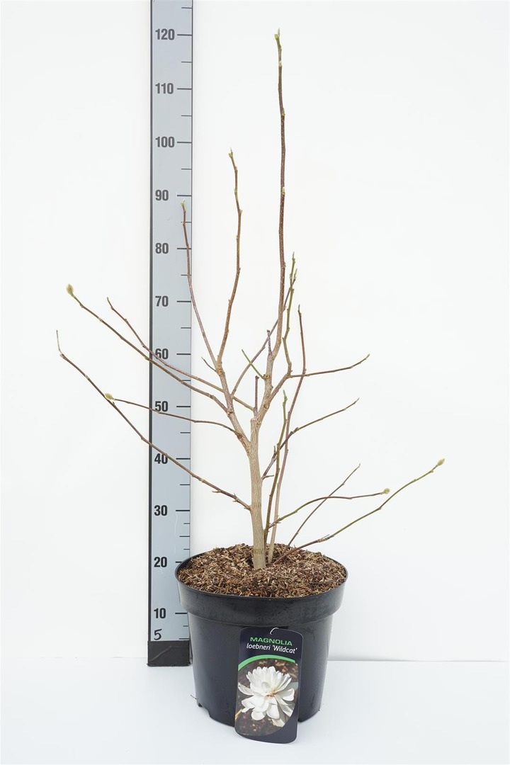 Lebnerio magnolija (Lot Magnolia loebneri) 'Wildcat' C12 60-80 CM