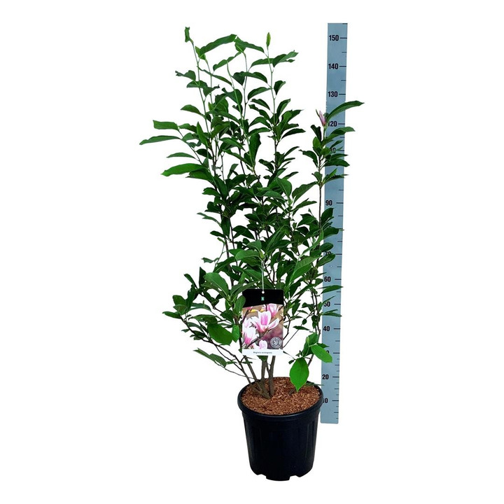 Magnolija sulanžo (Lot Magnolia soulangeana)  C15 100-125 CM