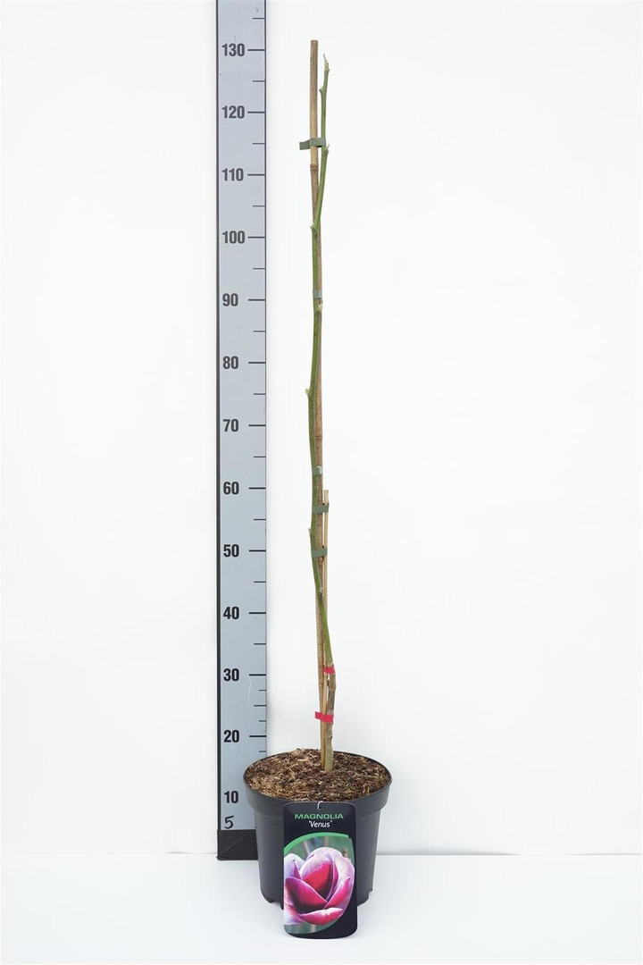 Magnolija (Lot Magnolia) 'Venus' C5/P23 60-80 CM
