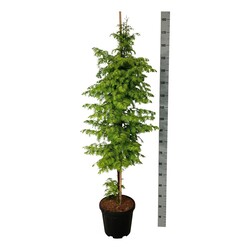 Metasekvoja tikroji (Lot Metasequoia glypt.) 'Amber Glow' C15 150-175 CM - nuotrauka 2
