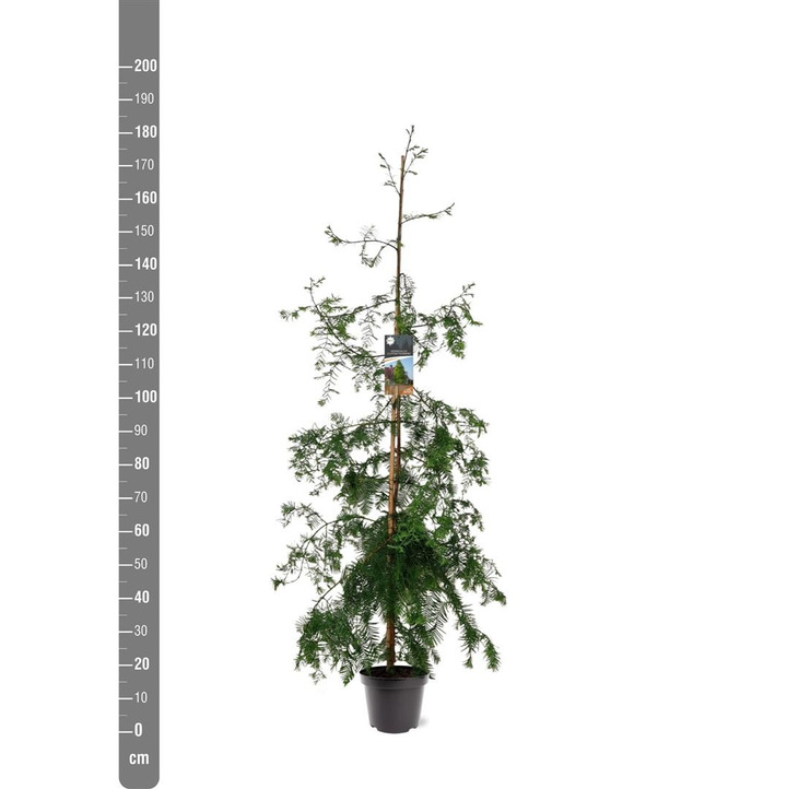 Metasekvoja tikroji (Lot Metasequoia glyptostroboides)  C7,5/P26 125-150 CM