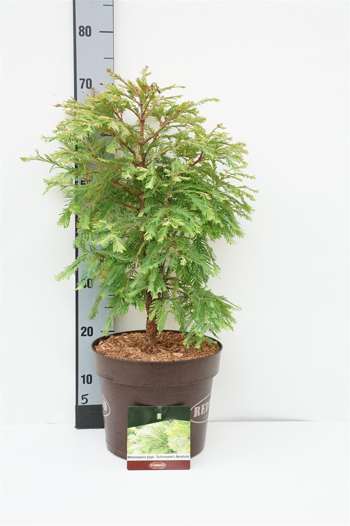 Metasekvoja tikroji (Lot Metasequoia glypt.) 'Schirmans Nordlicht' C7,5/P26 50-60 CM