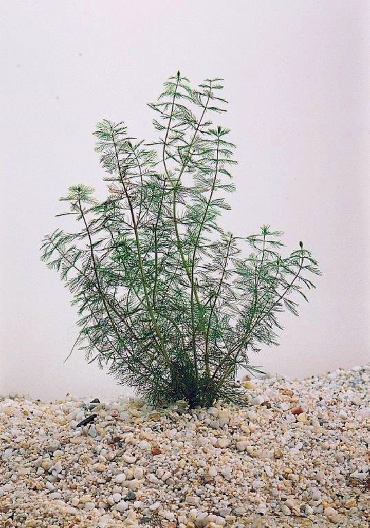 Plunksnalapė varpotoji (Lot Myriophyllum spicatum)  LOOSE