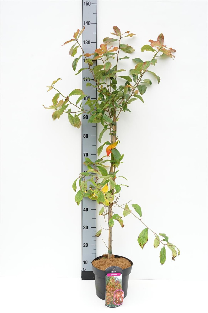 Nysa miškinė (Lot Nyssa sylvatica)  C4/P21 60-80 CM