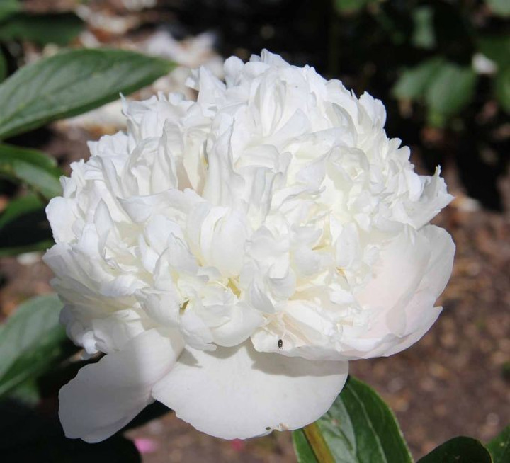 Bijūnai (Lot Paeonia) 'Avalanche' 3-5 BR