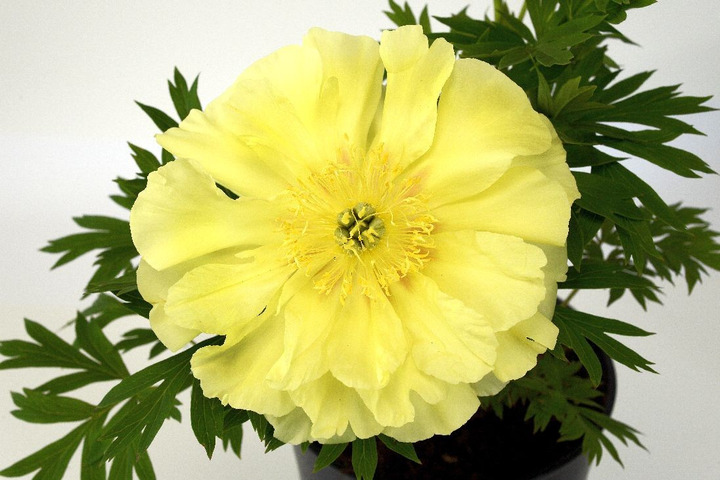 Bijūnai (Lot Paeonia) 'Bartzella' 3-5 BR