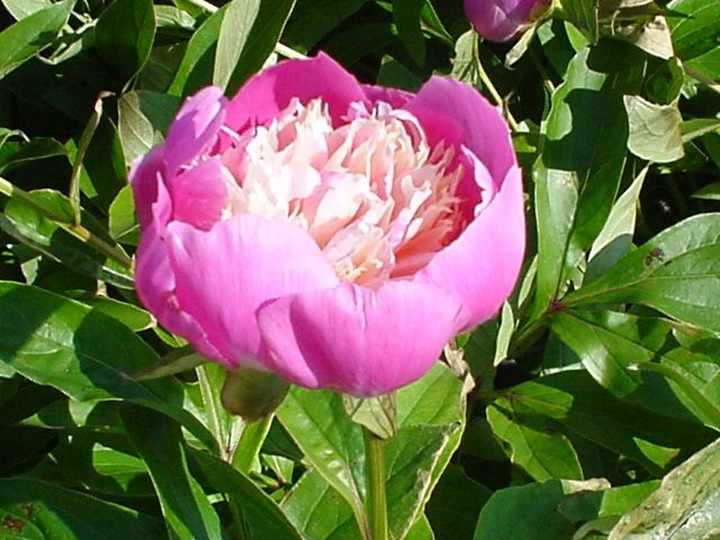Bijūnai (Lot Paeonia) 'Bowl of Beauty' 2-3 BR