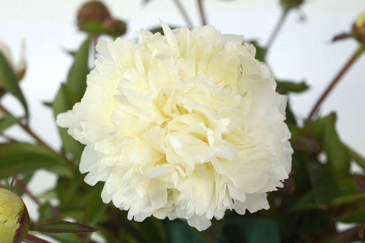 Bijūnai (Lot Paeonia) 'Bowl of Cream' 3-5 BR