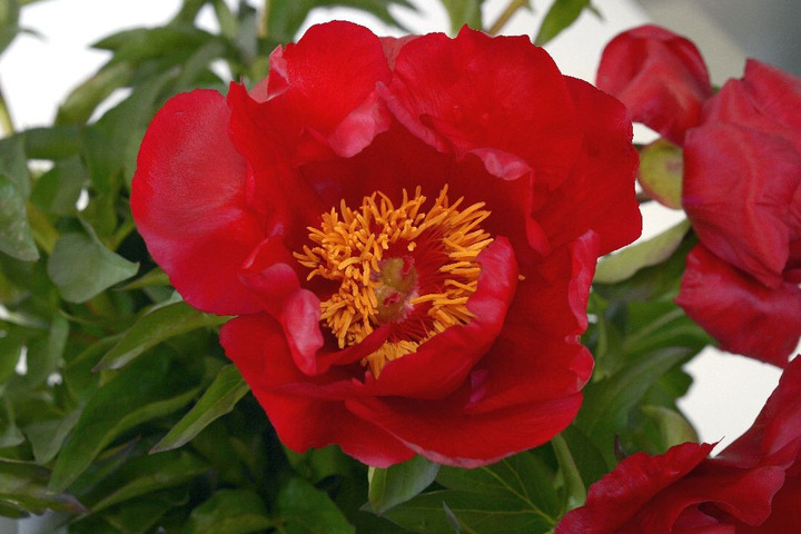 Bijūnai (Lot Paeonia) 'Blaze' 2-3 BR
