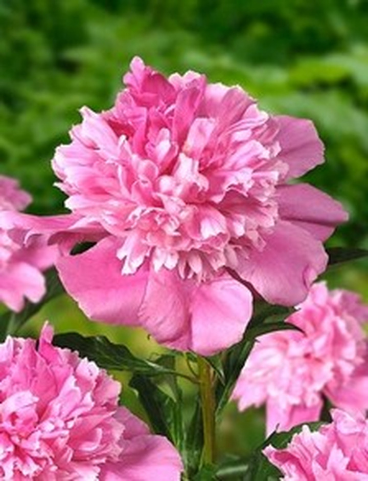 Bijūnai (Lot Paeonia) 'Bouquet Perfect' 3-5 BR