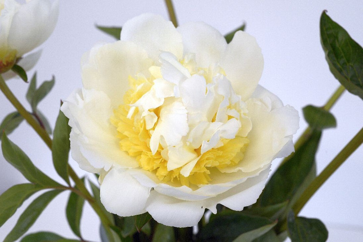 Bijūnai (Lot Paeonia) 'Bridal Shower' 2-3 BR