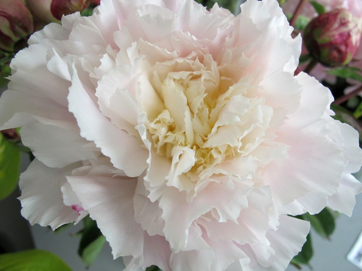 Bijūnai (Lot Paeonia) 'Mme Calot' 3-5 BR