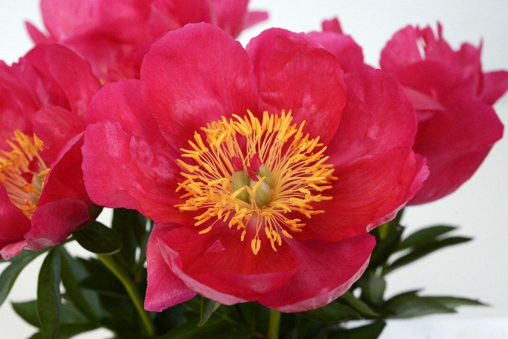 Bijūnai (Lot Paeonia) 'Coral Charm' 3-5 BR