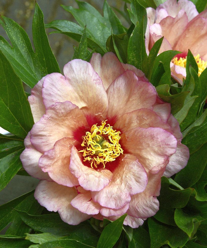 Bijūnai (Lot Paeonia) 'Callies Memory' 2-3 BR