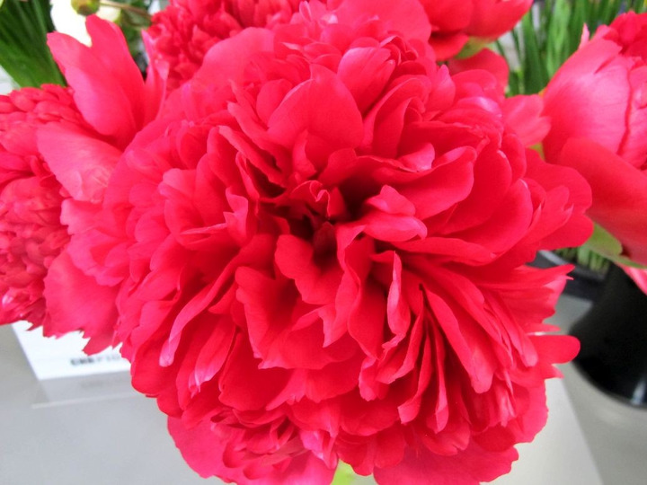 Bijūnai (Lot Paeonia) 'Command and Performance' 2-3 BR