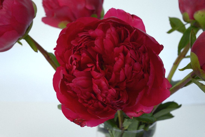 Bijūnai (Lot Paeonia) 'Command and Performance' 3-5 BR