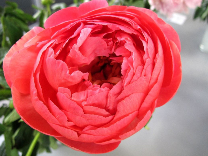 Bijūnai (Lot Paeonia) 'Coral Sunset' 2-3 BR