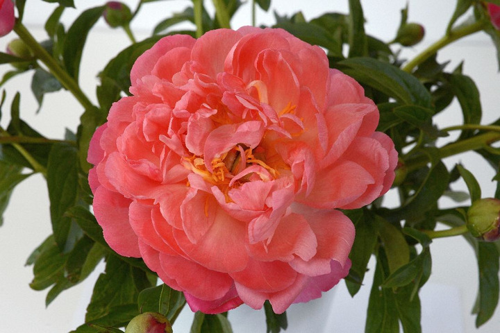 Bijūnai (Lot Paeonia) 'Coral Sunset' 3-5 BR
