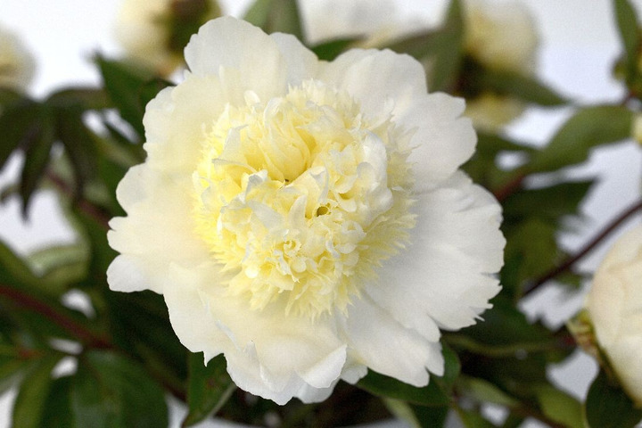 Bijūnai (Lot Paeonia) 'Charles White' 3-5 BR