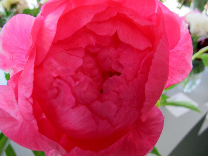 Bijūnai (Lot Paeonia) 'Cytherea' 3-5 BR