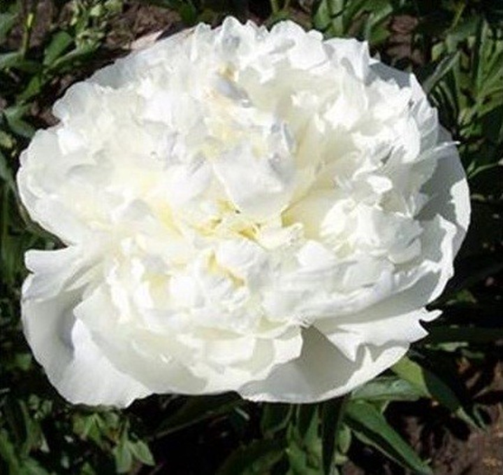Bijūnai (Lot Paeonia) 'Duchesse de Nemours' 3-5 BR