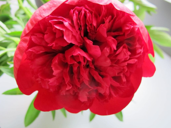 Bijūnai (Lot Paeonia) 'Diana Parks' 2-3 BR
