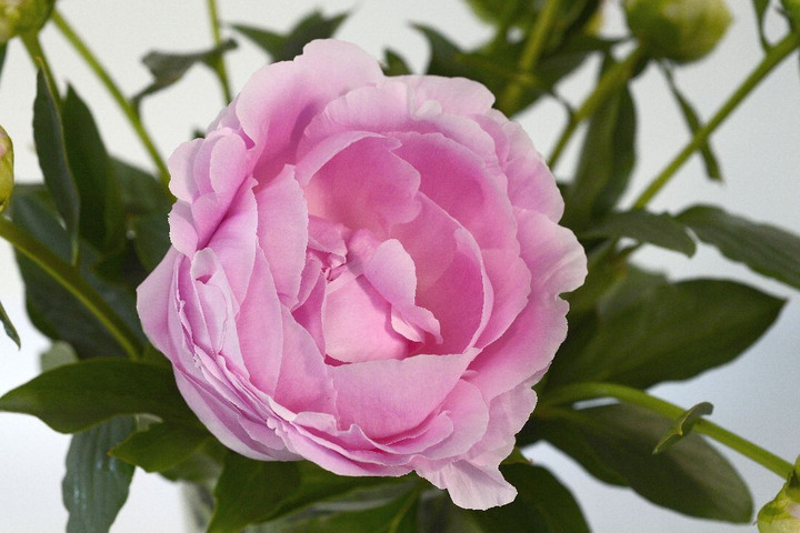Bijūnai (Lot Paeonia) 'Dinner Plate' 3-5 BR