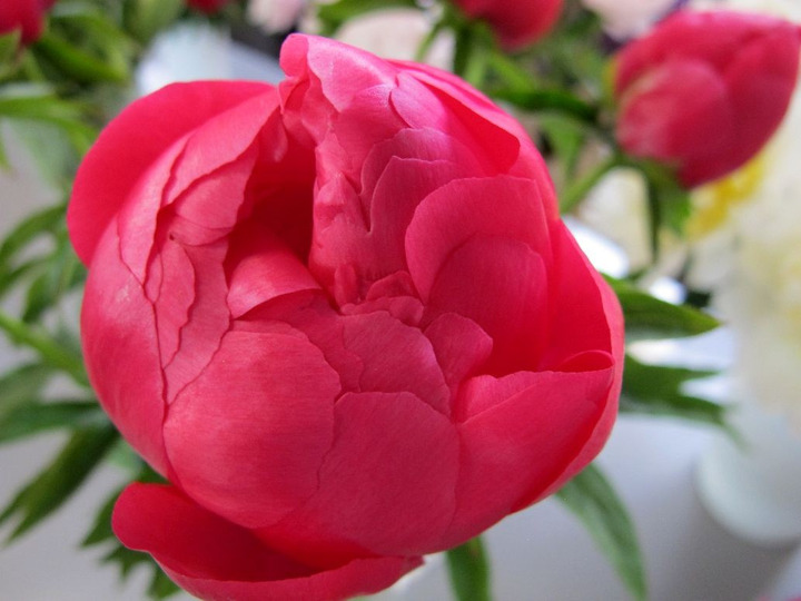 Bijūnai (Lot Paeonia) 'Ellen Cowley' 3-5 BR