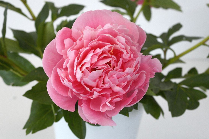 Bijūnai (Lot Paeonia) 'Etched Salmon' 2-3 BR