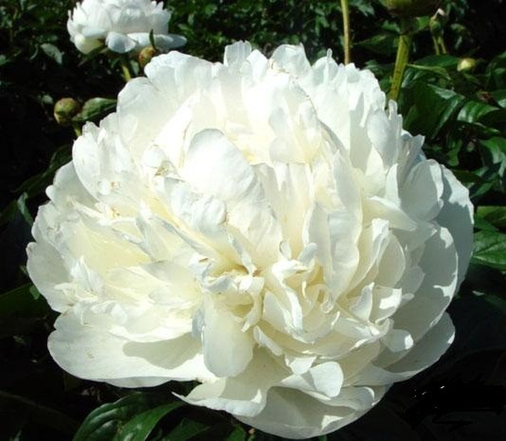 Bijūnai (Lot Paeonia) 'Elsa Sass' 2-3 BR