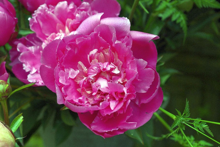 Bijūnai (Lot Paeonia) 'Edulis Superba' 3-5 BR