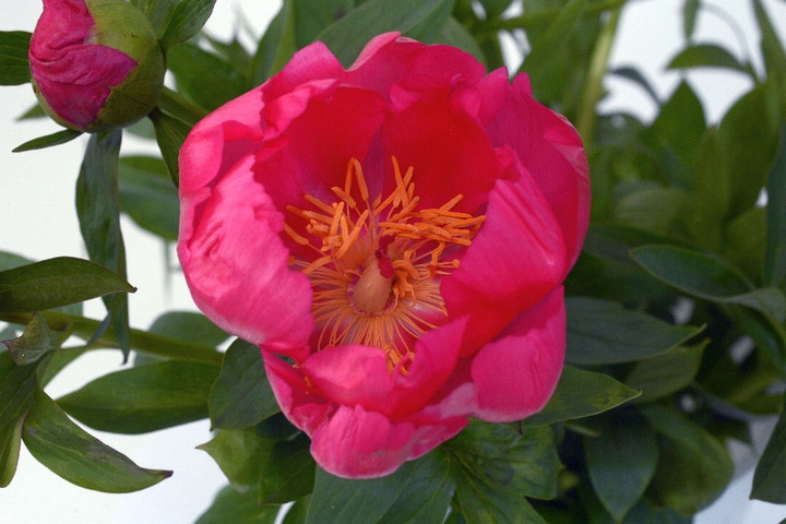 Bijūnai (Lot Paeonia) 'Flame' 2-3 BR