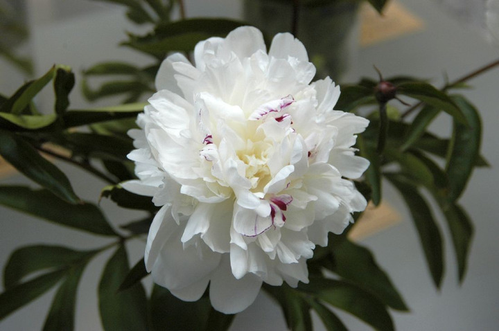 Bijūnai (Lot Paeonia) 'Festiva Maxima' 2-3 BR