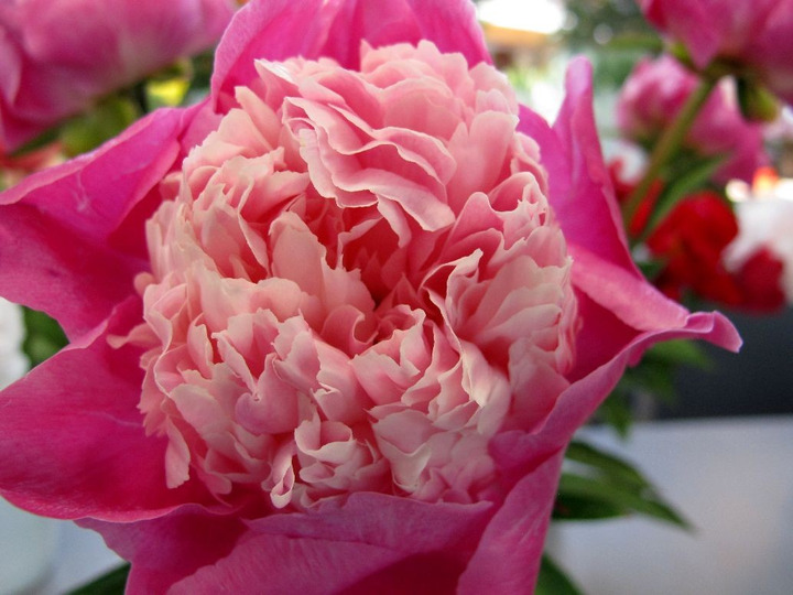 Bijūnai (Lot Paeonia) 'Gay Paree' 2-3 BR
