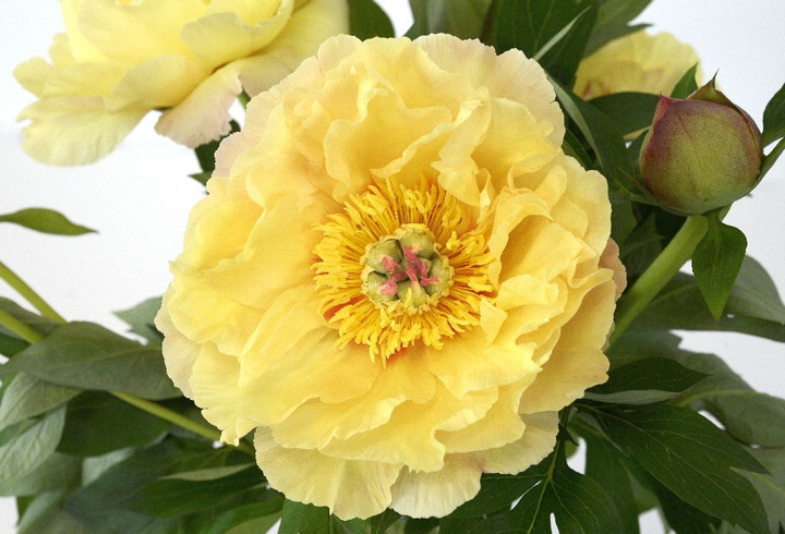 Bijūnai (Lot Paeonia) 'Garden Treasure' 3-5 BR