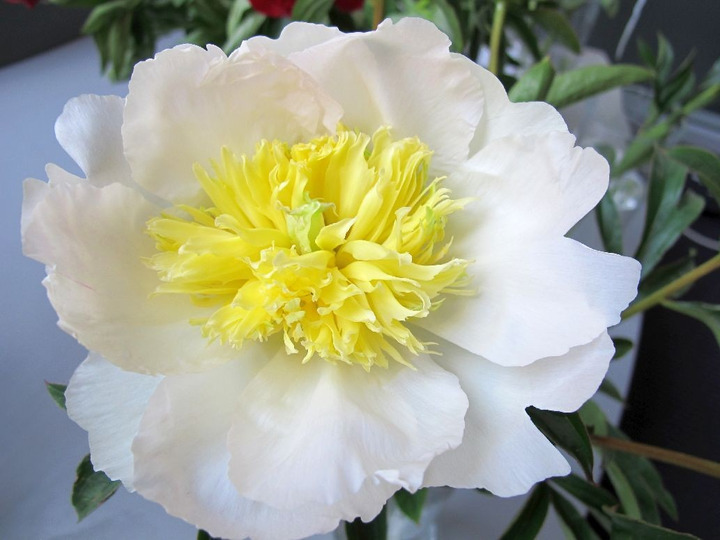 Bijūnai (Lot Paeonia) 'Honey Gold' 2-3 BR