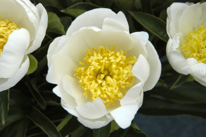 Bijūnai (Lot Paeonia) 'Jan van Leeuwen' 2-3 BR