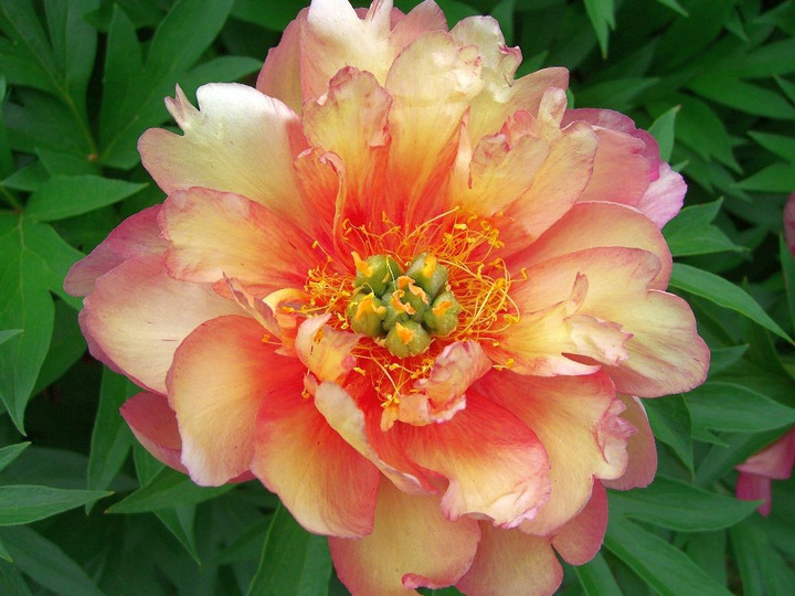 Bijūnai (Lot Paeonia) 'Julia Rose' 2-3 BR