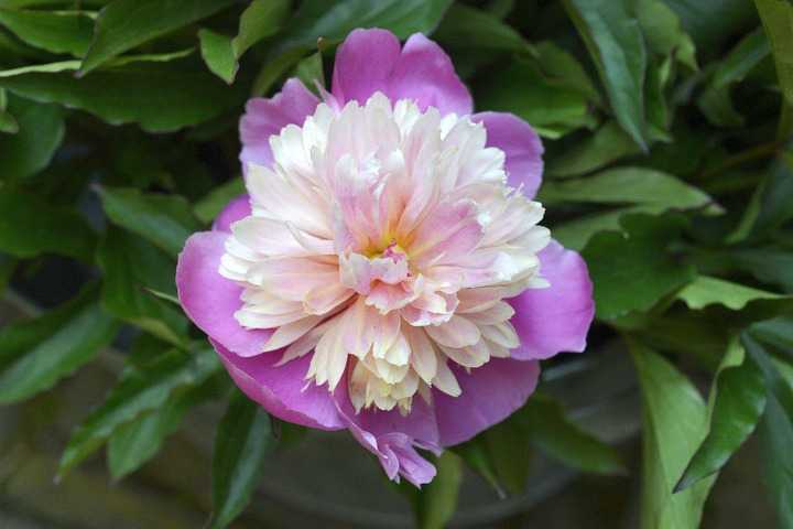 Bijūnai (Lot Paeonia) 'Lady Liberty' 2-3 BR