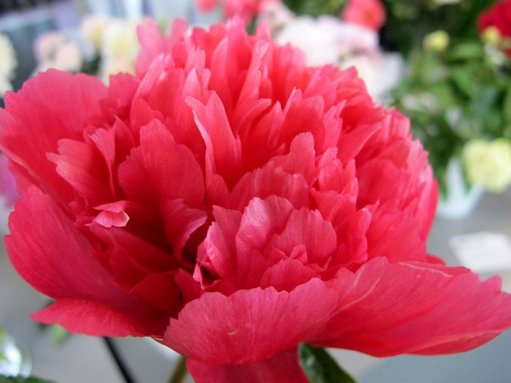 Bijūnai (Lot Paeonia) 'Lorelei' 2-3 BR