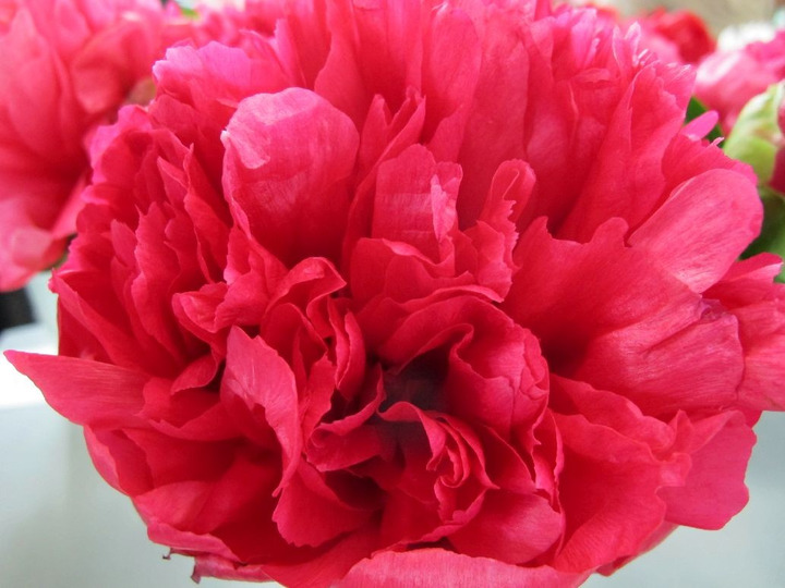 Bijūnai (Lot Paeonia) 'Marie Jo Legare' 2-3 BR